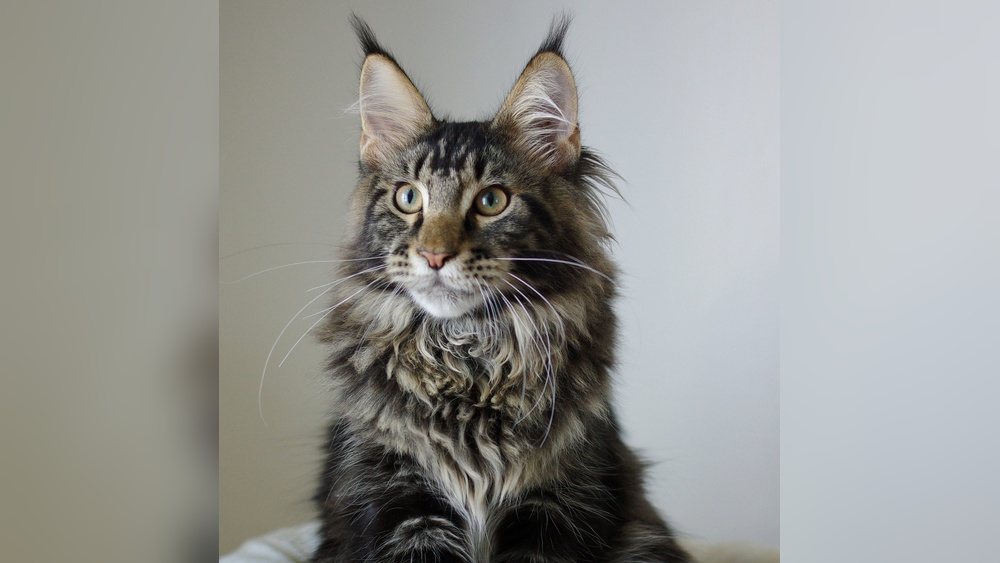 What Cat Breeds are There: Discover Unique Cats You&rsquo;ll Love