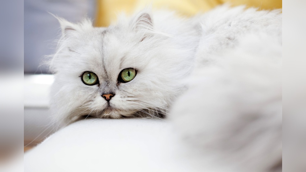 What Cat Breeds Come from Japan: Discover Unique Feline Origins