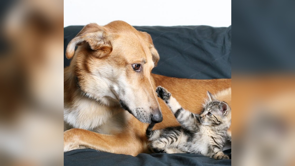 What Cat Breeds Get along With Dogs: Top Friendly Feline Picks
