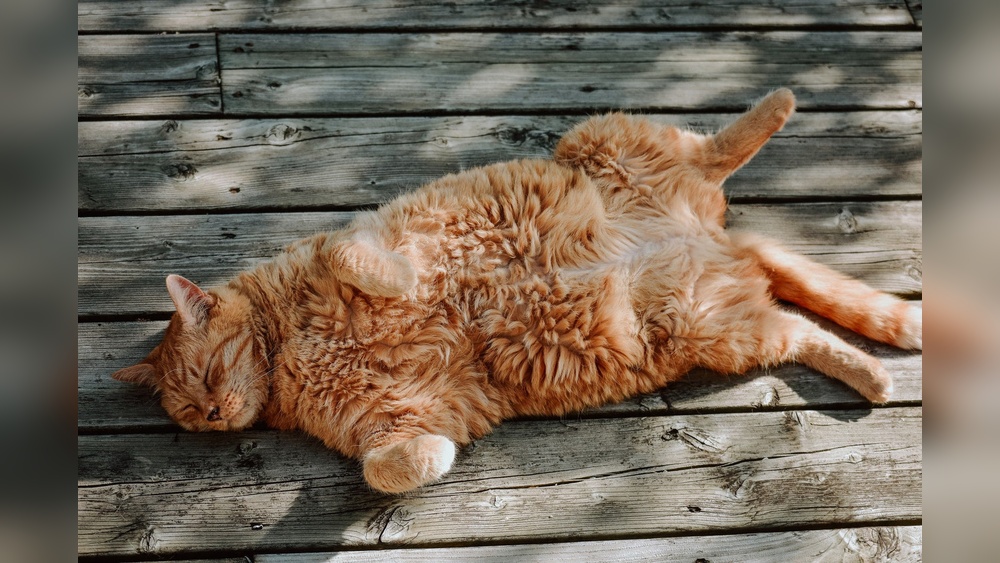 What Cat Breeds Has a Hang Down Belly: Surprising Facts Revealed