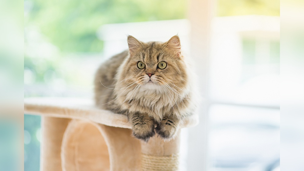 What Cat Breeds Have a Mane: Discover the Majestic Feline Types