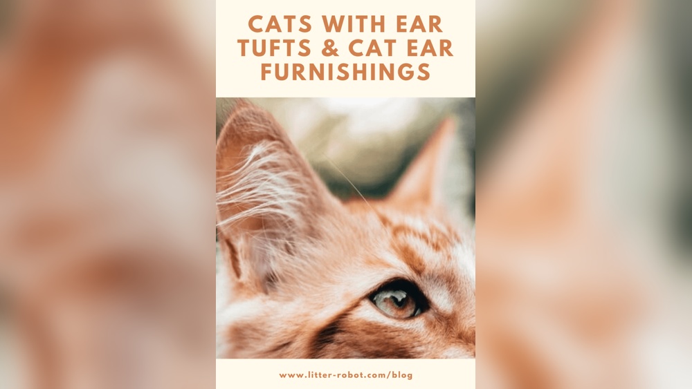 What Cat Breeds Have Ear Tufts: Top Fluffy Feline Favorites