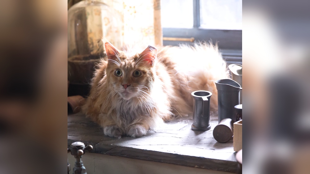 What Cat Breeds is Buttercup: Discover Her Unique Origins