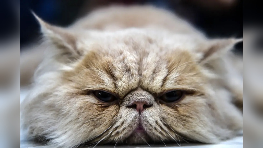 What Cat Breeds is the Hardest to Take Care of: Top Challenging Pets