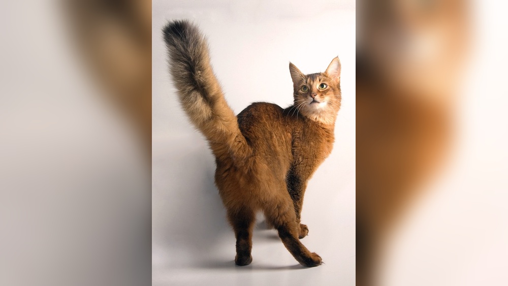 What Cat Breeds Jump Like Foxes: Discover Agile Feline Champions