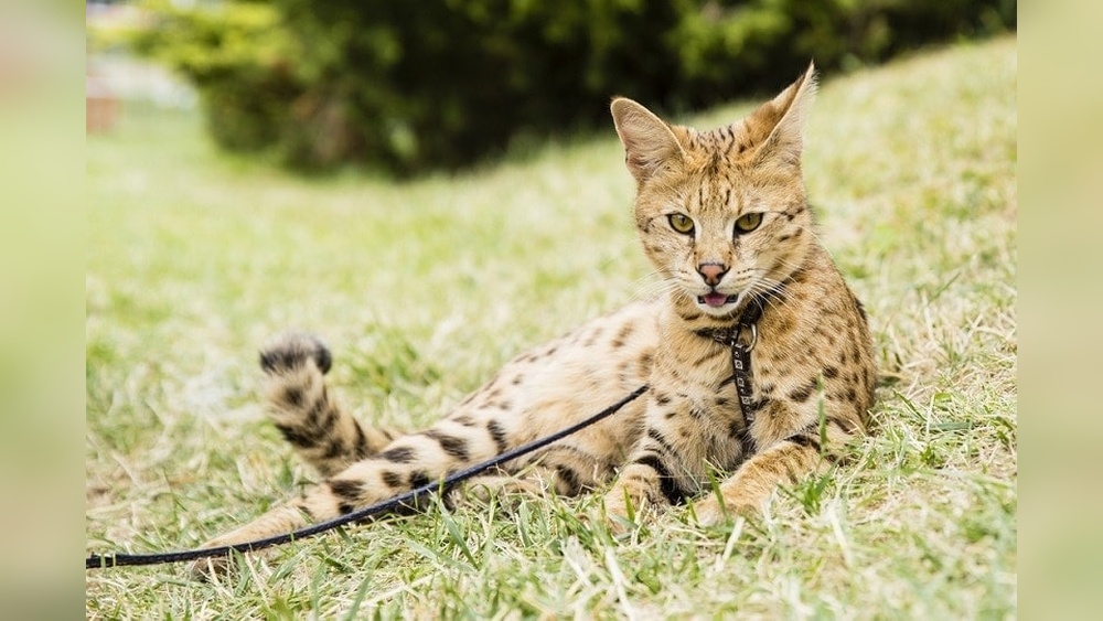 What Cat Breeds Like to Go on Walks: Discover the Most Adventurous Cats