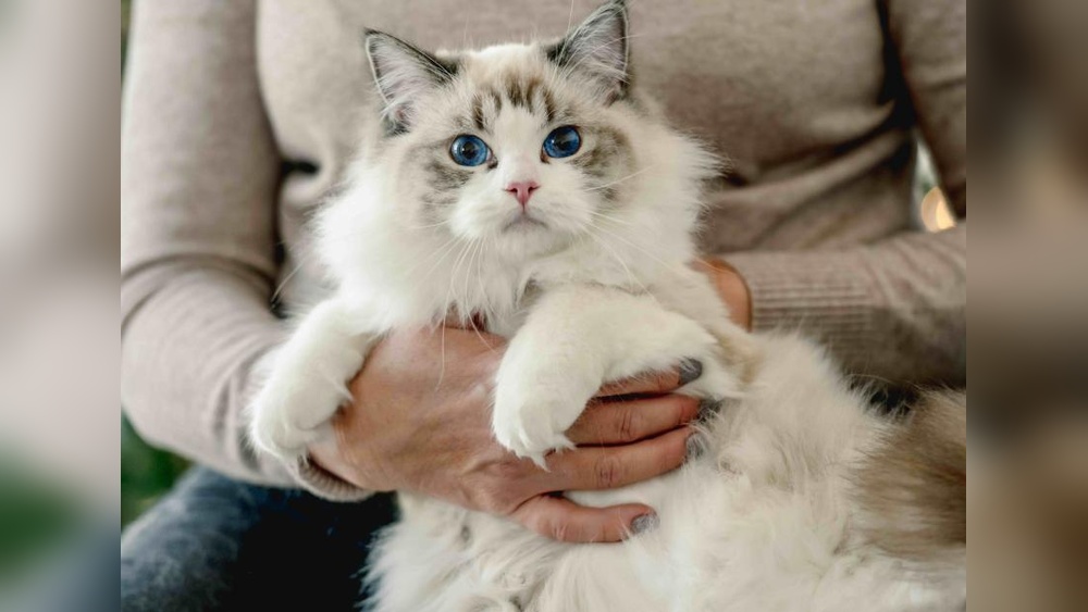 What Cat Breeds Live Longer: Top Long-Lived Feline Breeds Revealed