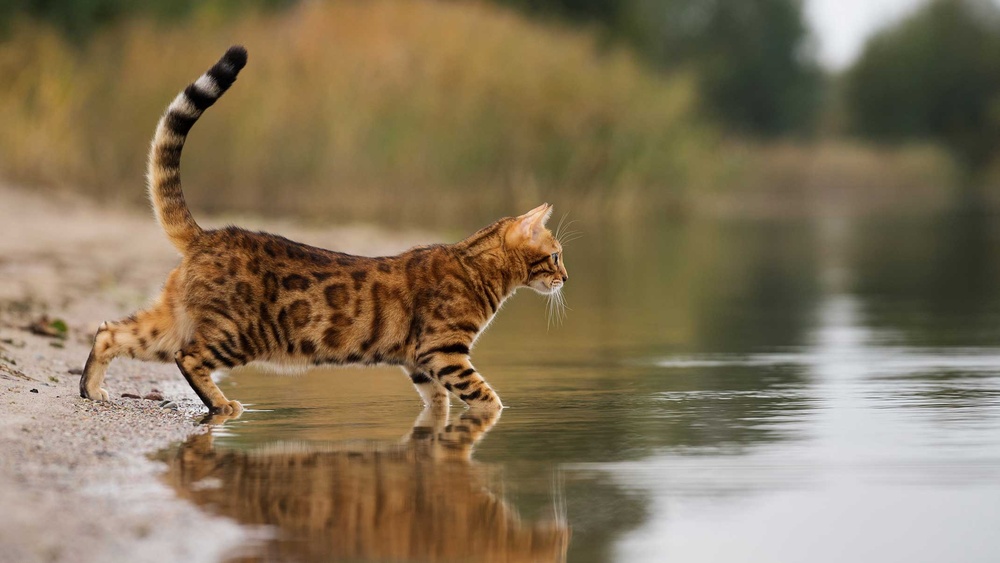 What Cat Breeds Love Water: Discover Top Water-Loving Cats