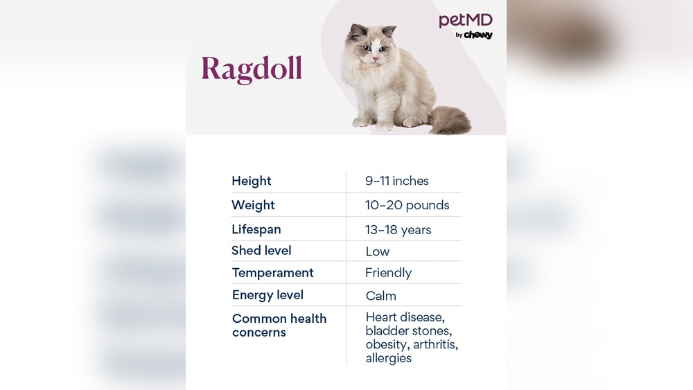 What Cat Breeds Make a Ragdoll: Discover the Surprising Origins