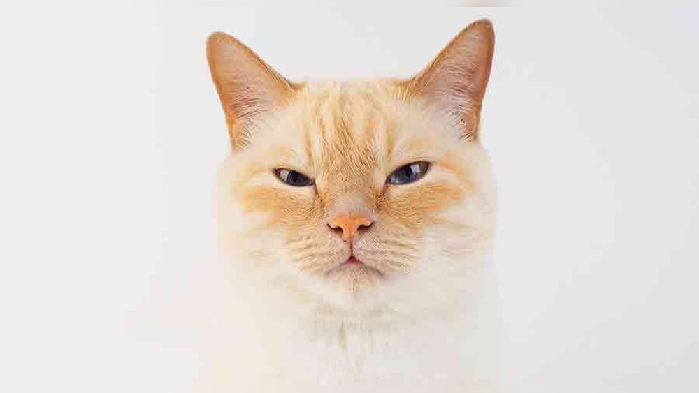 What Cat Breeds Make a Red And Cream Point: Stunning Choices