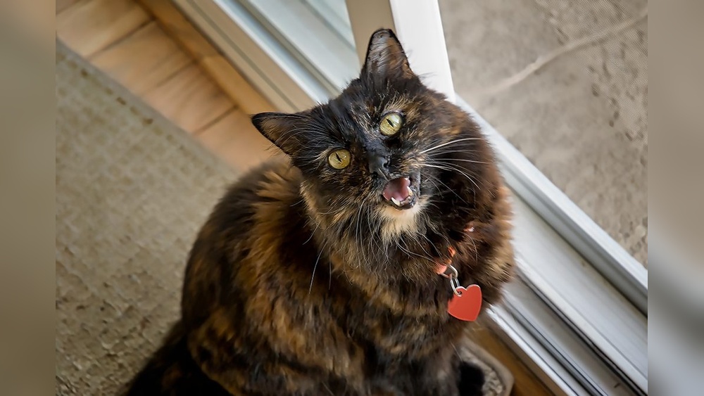 What Cat Breeds Meow at Night: Discover the Nocturnal Talkers