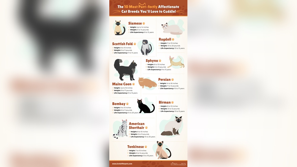 What Cat Breeds Need the Most Attention: Top High-Maintenance Cats