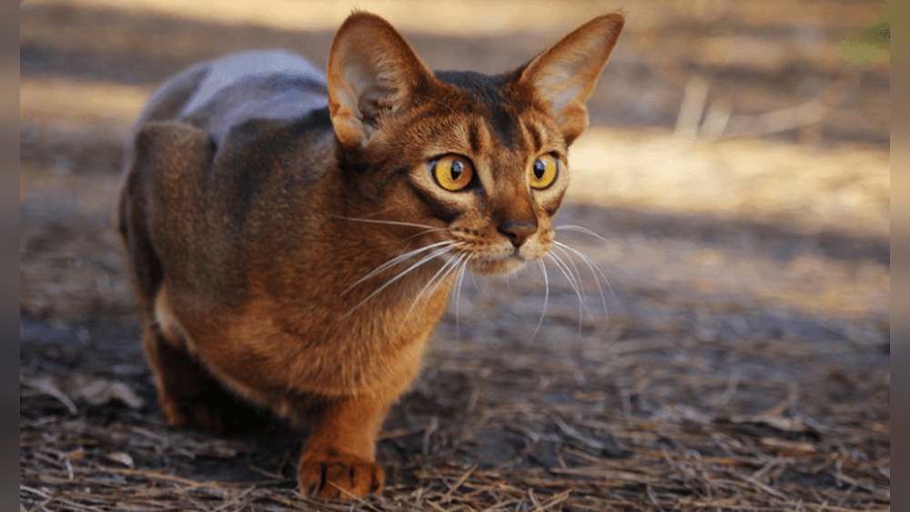 What Cat Breeds Play With Dogs: Top Friendly Feline Friends