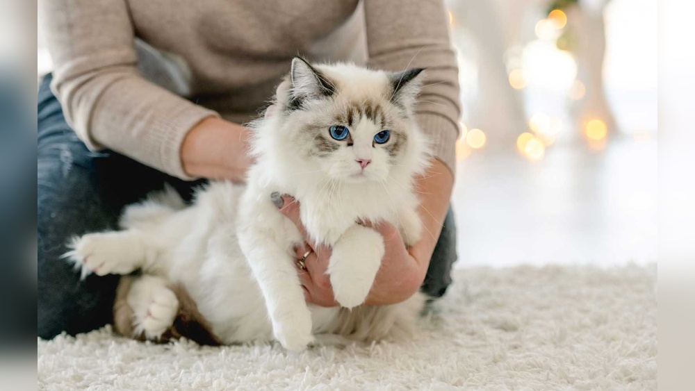 What Cat Breeds Relax When Picked Up: Top Calm Cats Revealed
