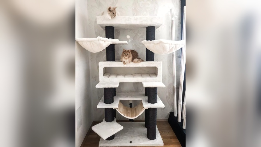 What Cat Breeds Scratch the Most: Top Felines to Watch Out For