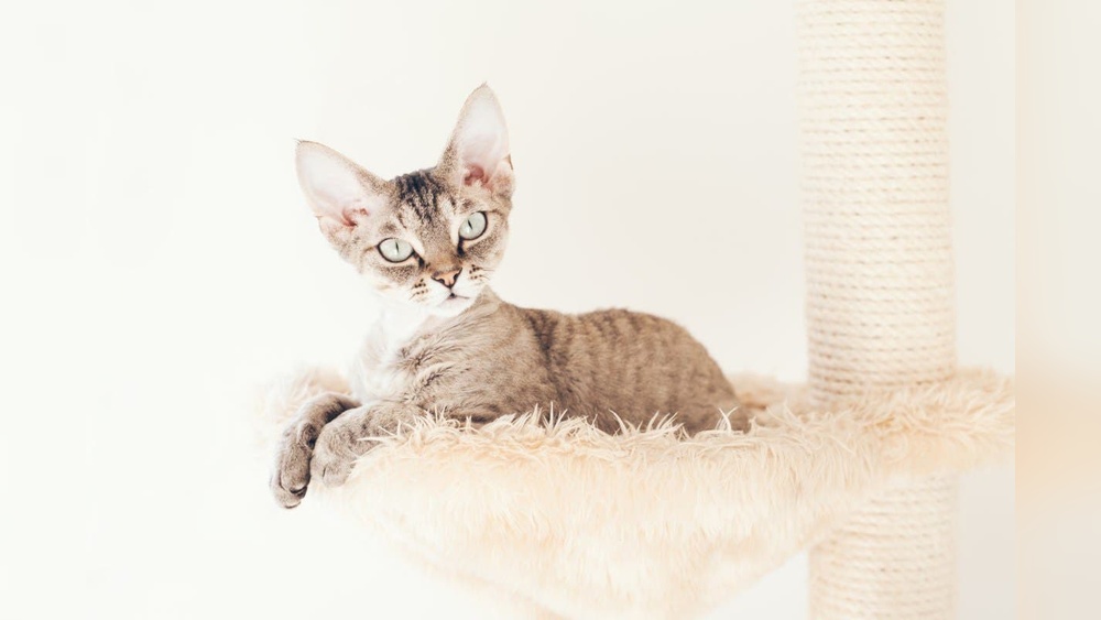 What Cat Breeds Shed the Least: Top Low-Shedding Cats Revealed