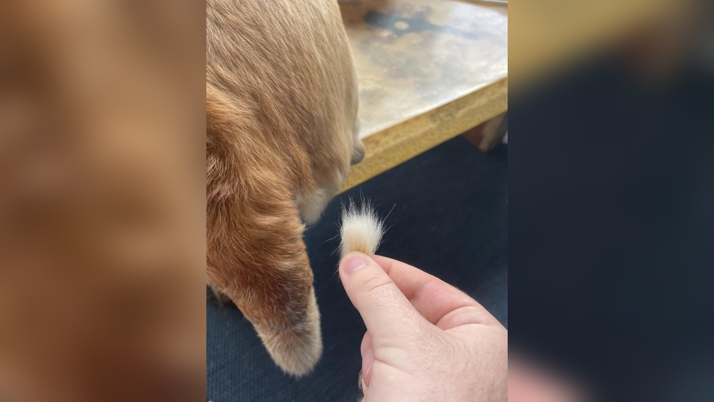 What Cat Breeds Shed Tufts of Hair: Top Shedding Cats Revealed