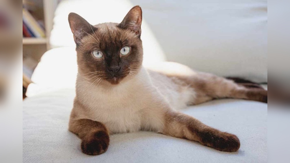 What Cat Breeds to Avoid If Allergic: Top Allergy-Triggering Cats