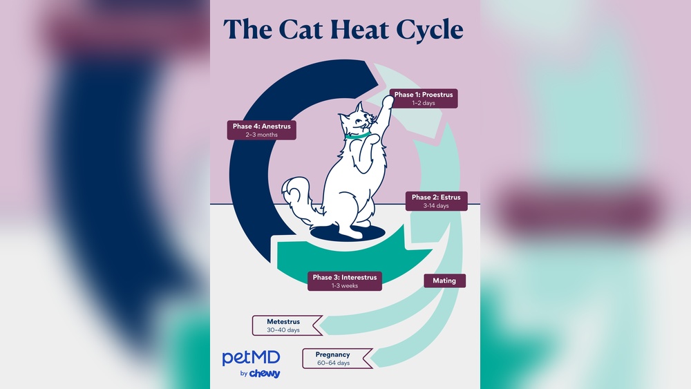 What Cat Breeds Wait a Year for First Heat: Surprising Facts Revealed