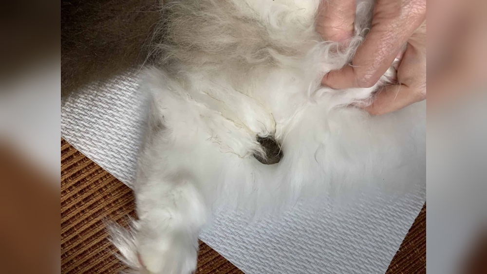 What Cat Groomer Removes Fecal Mat Hair: Expert Tips Revealed