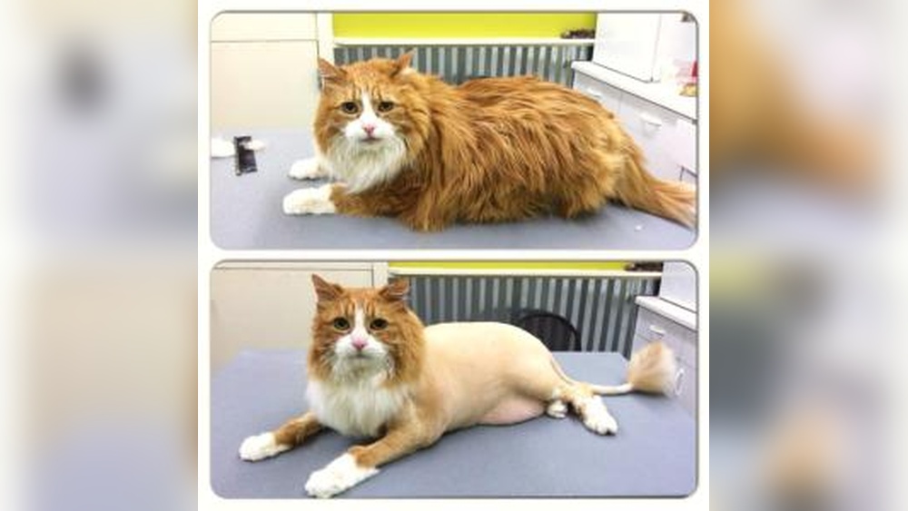 What Cats Need Grooming: Essential Tips for a Healthy Coat