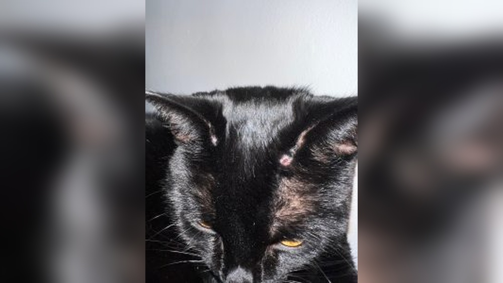 What Causes a Cat to Groom a Specific Spot: Surprising Reasons Revealed