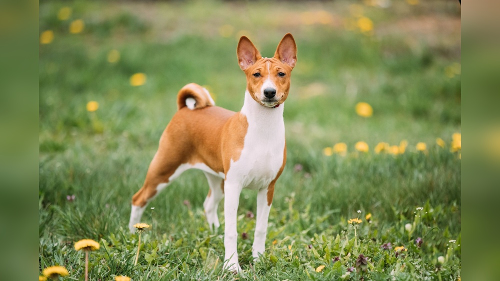 What Do Breeder Cats Act Like: Surprising Traits Revealed