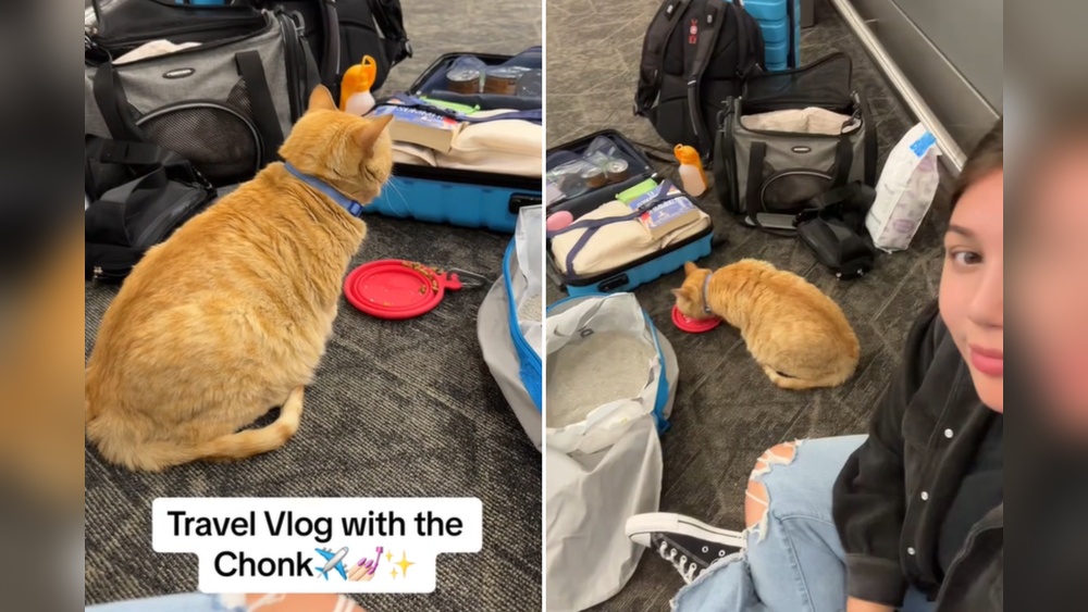 What Do I Do With My Cat When I Travel: Ultimate Care Tips