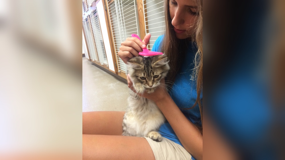 What Do I Need to Groom My Cat: Essential Tools for Perfect Care