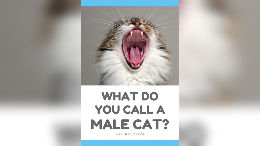 What Do You Call a Male Cat Used for Breeding: Key Term Explained