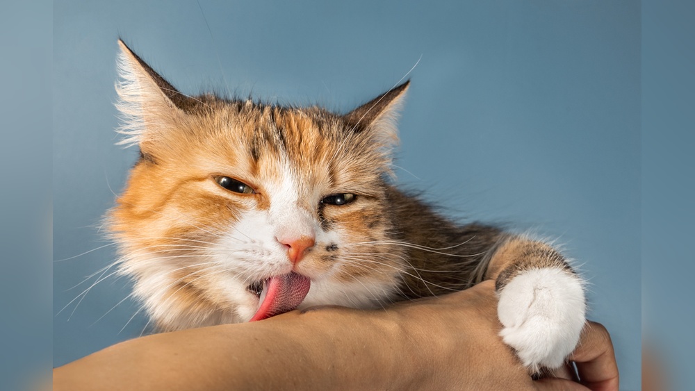 What Does a Cat Grooming a Human Mean: Surprising Insights Revealed