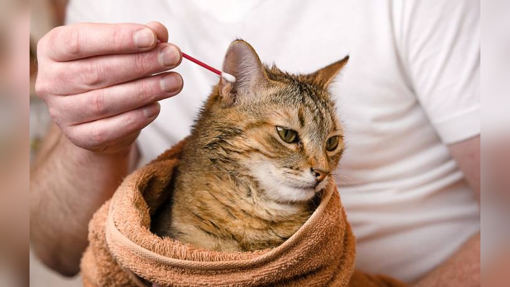 What Does It Cost to Have a Cat Groomed: Ultimate Price Guide