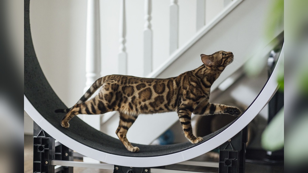 What Does It Mean the Largest Naturally Breeding Big Cats: Unveiled Facts