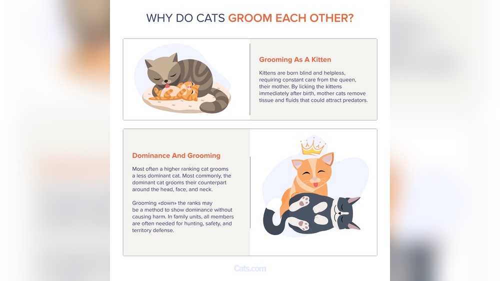 What Does It Mean When a Cat Groom Another Cat: Surprising Insights