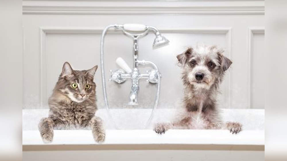 What Does It Mean When a Dog Grooms a Cat: Surprising Insights