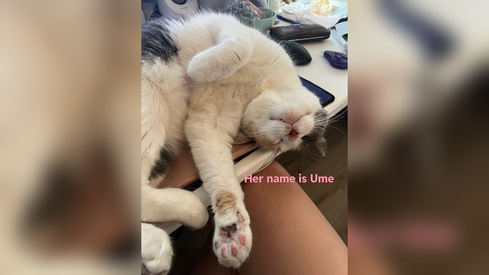 What Does It Mean When Cats Groom Themselves around You: Surprising Insights