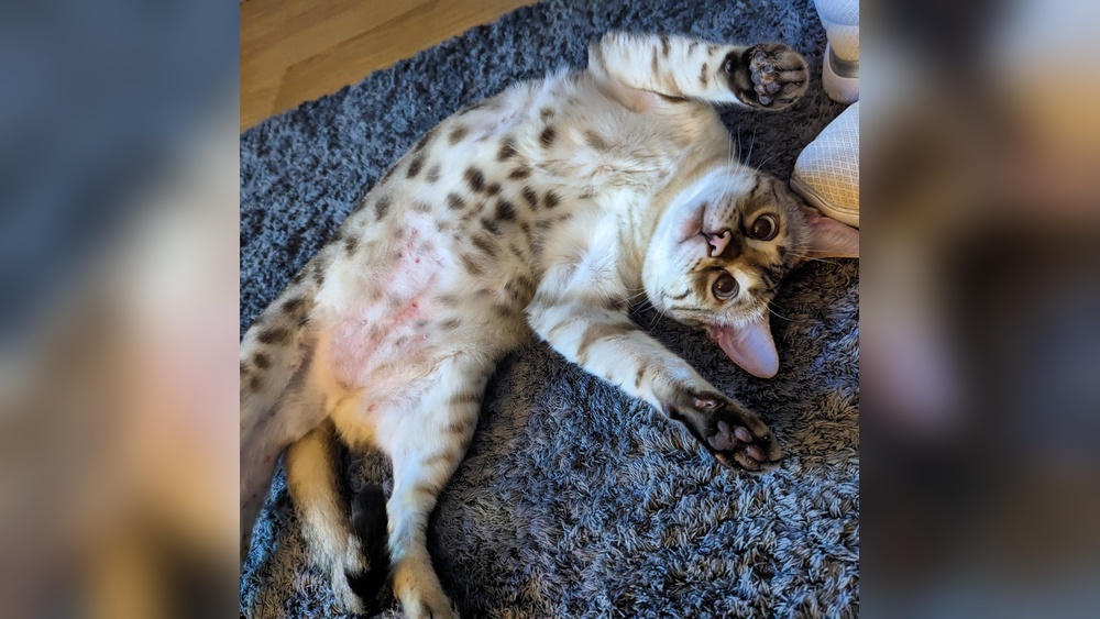 What Does Over Grooming in Cats Mean: Causes, Signs & Solutions