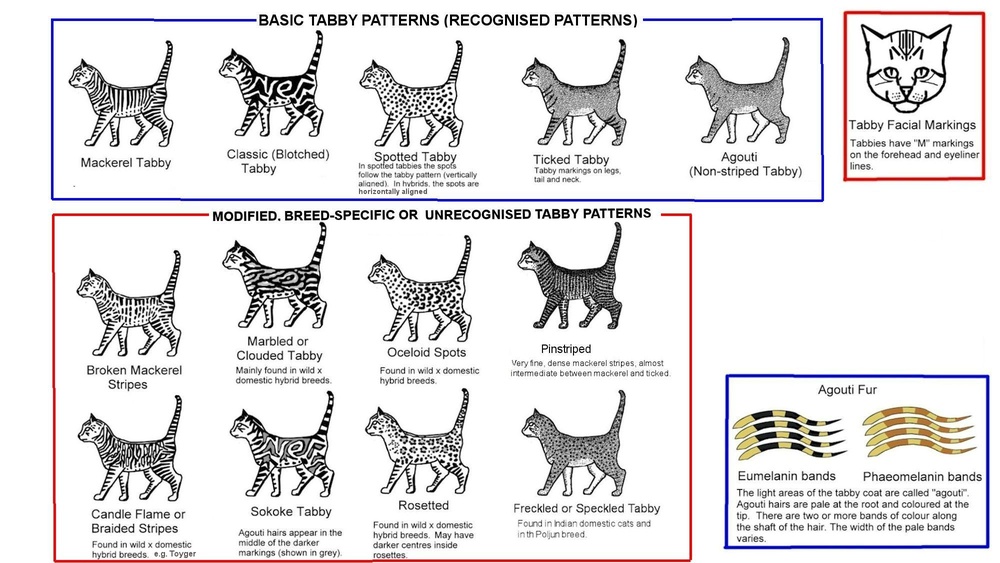 What Does Ticked Mean in Cat Breeds: Unveiling Feline Coat Secrets