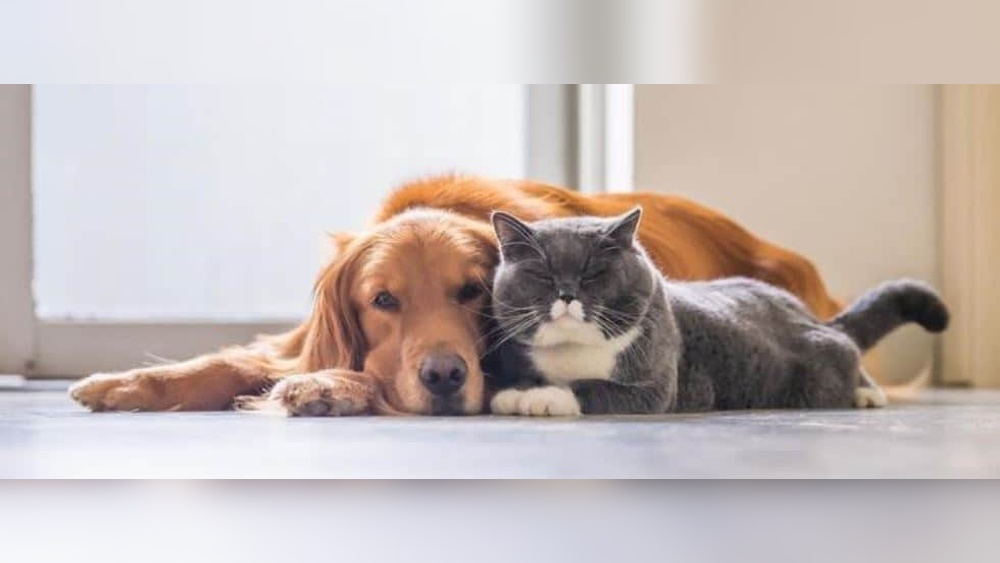 What Dog Breeds Act Like Cats: Surprising Feline-Like Traits Revealed
