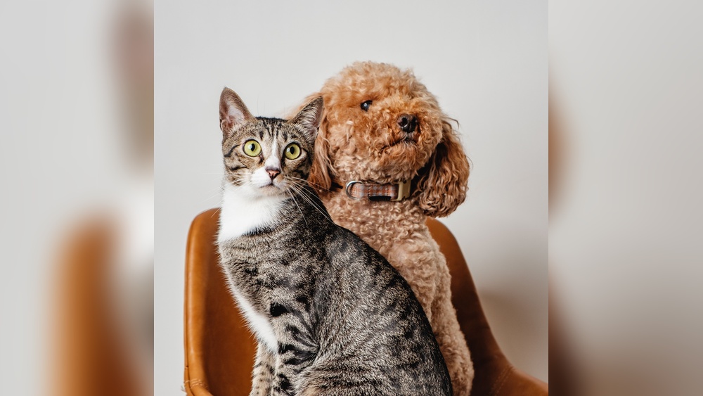 What Dog Breeds are Best With Cats: Top Friendly Choices Revealed