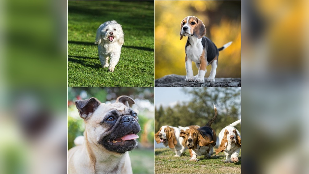 What Dog Breeds are Cat Friendly: Top Picks for Peaceful Pets