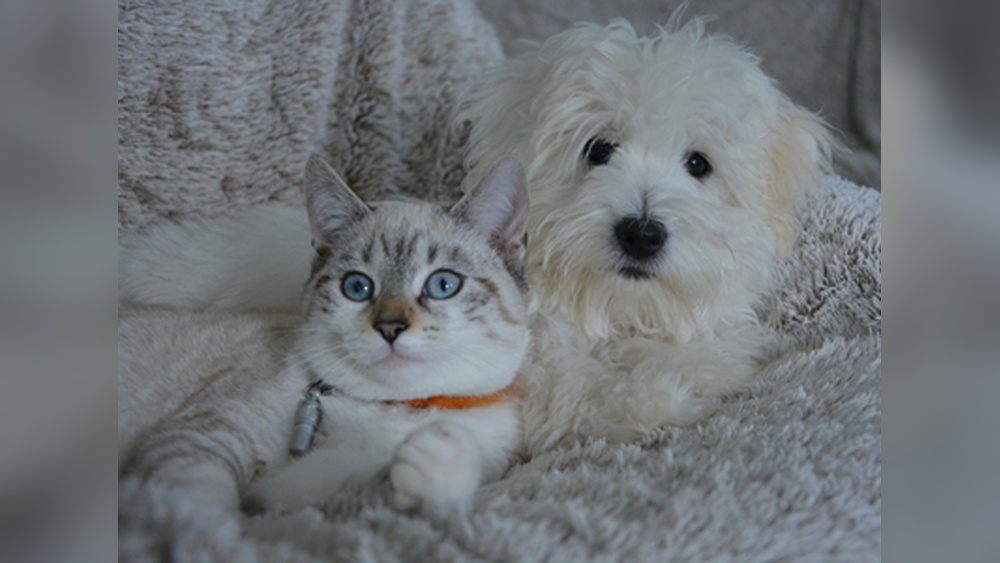What Dog Breeds are Good With Kids And Cats: Top Family Picks