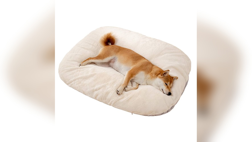 What Dog Breeds are under 70 Pounds Good With Cats: Top Friendly Picks