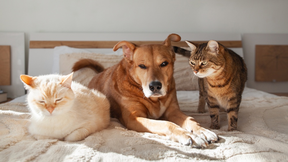 What Dog Breeds Can Live With Cats: Top Friendly Companions Revealed