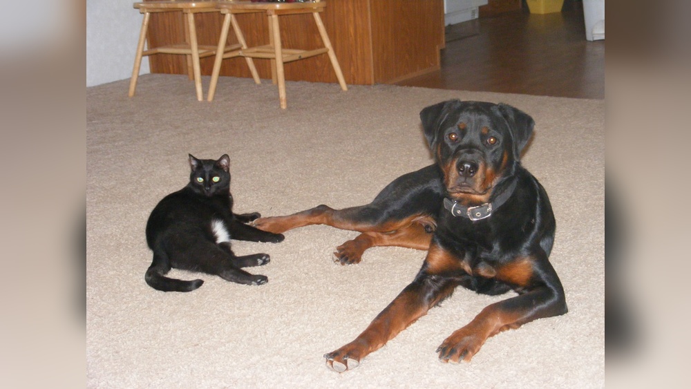 What Dog Breeds Do Not Get along With Cats: Top Troublemakers Revealed