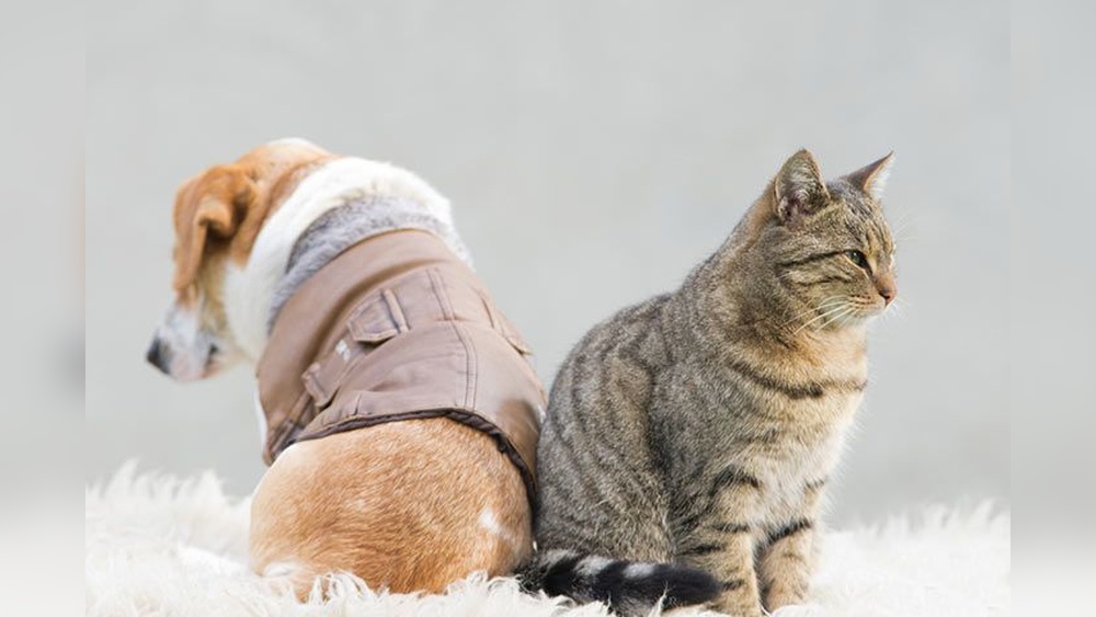 What Dog Breeds Don&rsquo;T Get along With Cats: Top Troublemakers Revealed