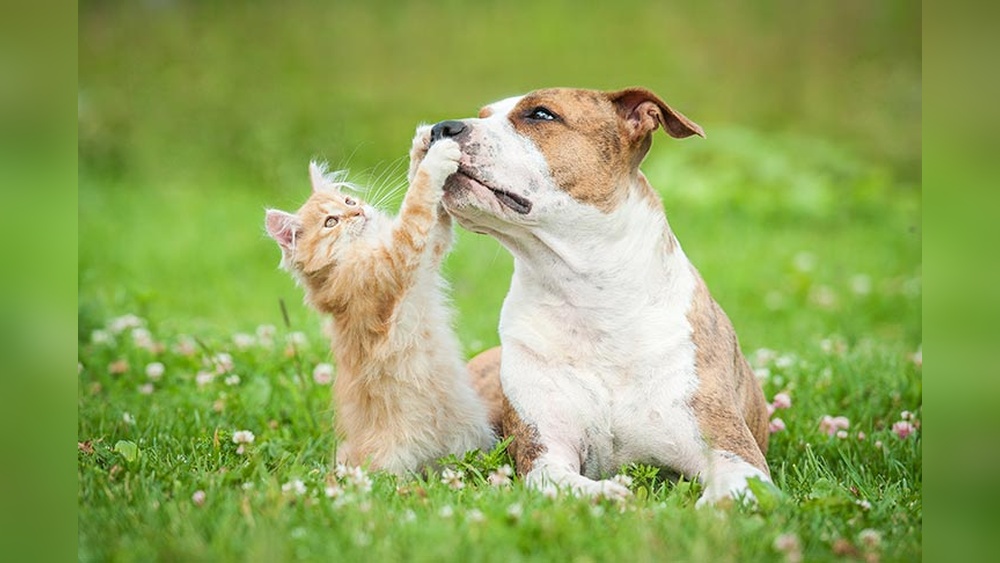What Dog Breeds Good With Cats: Top Friendly Breeds Revealed