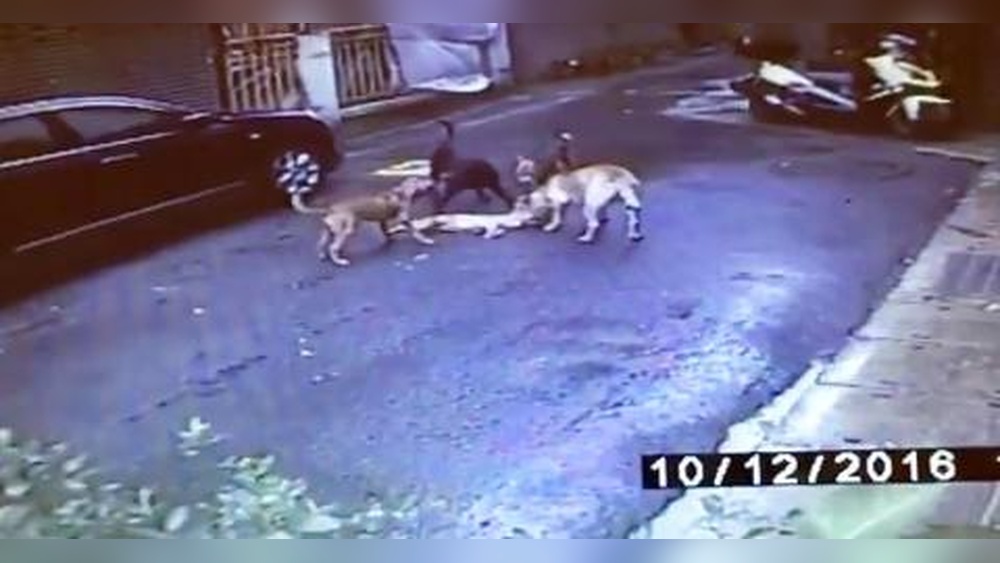 What Dog Breeds Kill Cats: Shocking Truths Revealed