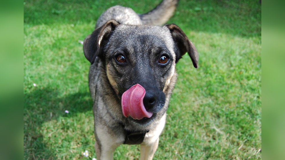 What Dogs Groom Themselves Like Cats: Surprising Pet Behaviors Revealed