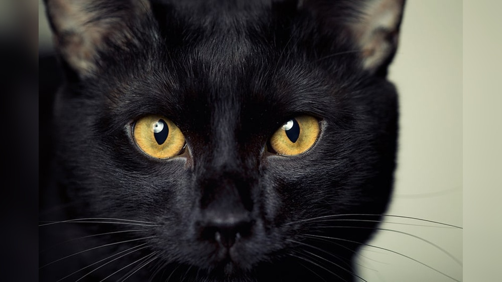 What Domestic Cat Breeds Have Black Noses: Top Unique Picks